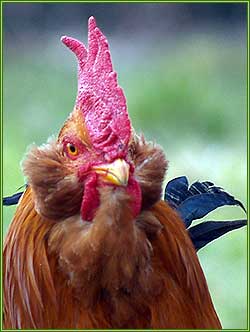 Primo piano di un gallo di Boffa.