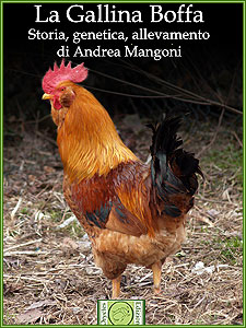 La Gallina Boffa - Storia, Genetica, Allevamento