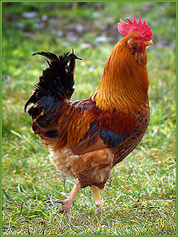 Gallo di Boffa