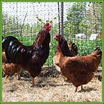 Selezione e miglioramento delle qualità produttive nei polli